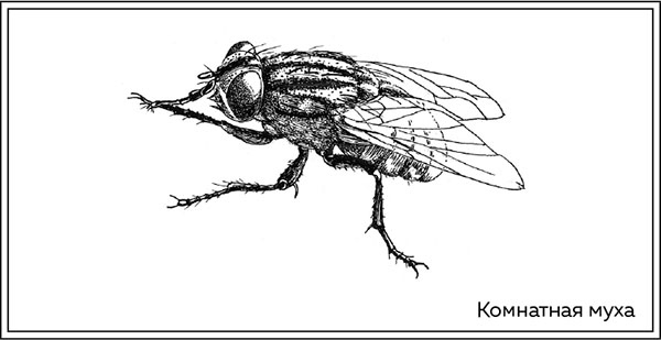 Иллюстрация к книге — Когда насекомые ползают по трупам. Как энтомолог помогает раскрывать преступления [i_015.jpg]
