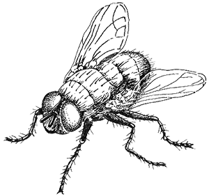 Иллюстрация к книге — Когда насекомые ползают по трупам. Как энтомолог помогает раскрывать преступления [i_018.jpg]