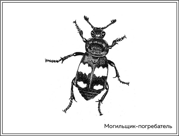 Иллюстрация к книге — Когда насекомые ползают по трупам. Как энтомолог помогает раскрывать преступления [i_036.jpg]