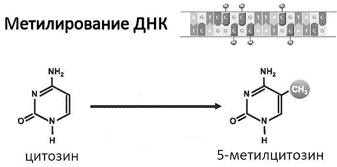 Иллюстрация к книге — Эпигенетика. Управляй своими генами [i_013.jpg]