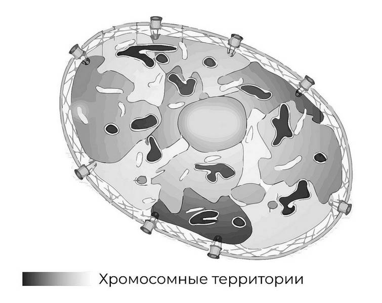 Иллюстрация к книге — Эпигенетика. Управляй своими генами [i_017.jpg]