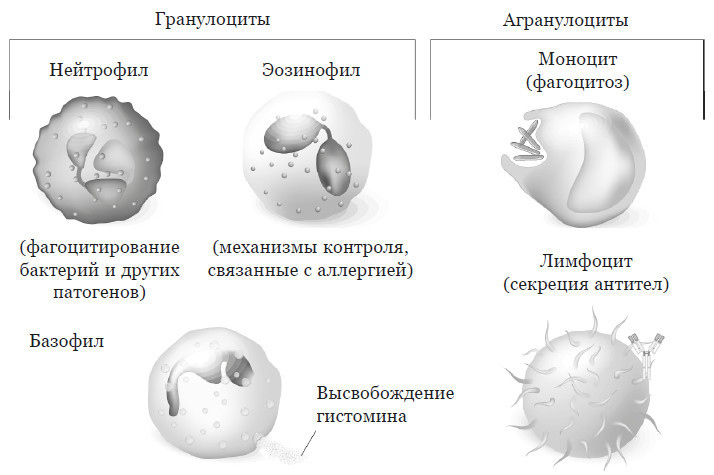 Иллюстрация к книге — Эпигенетика. Управляй своими генами [i_029.jpg]