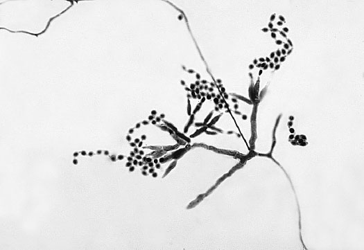 Homo Viridae: человек как вирус Homo Viridae: человек как вирус