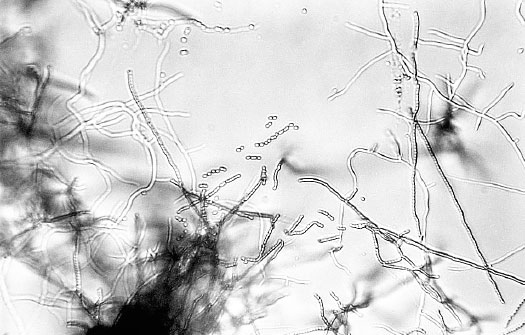 Homo Viridae: человек как вирус Homo Viridae: человек как вирус