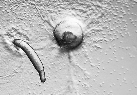 Homo Viridae: человек как вирус Homo Viridae: человек как вирус