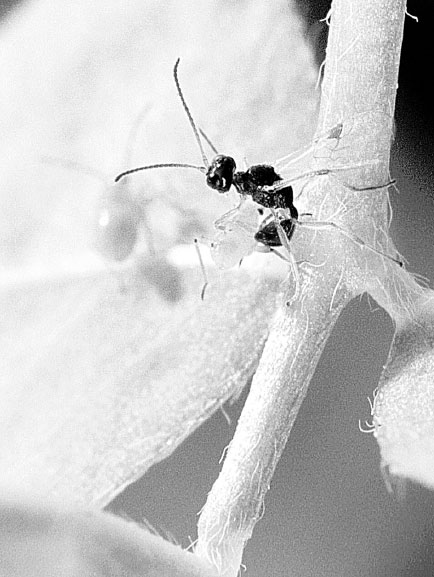 Homo Viridae: человек как вирус Homo Viridae: человек как вирус