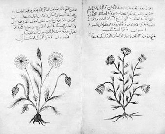 Homo Viridae: человек как вирус Homo Viridae: человек как вирус