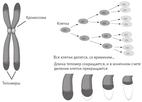 Иллюстрация к книге — Счастливое старение. Рекомендации нейробиолога о том, как жить долго и хорошо [i_028.jpg]