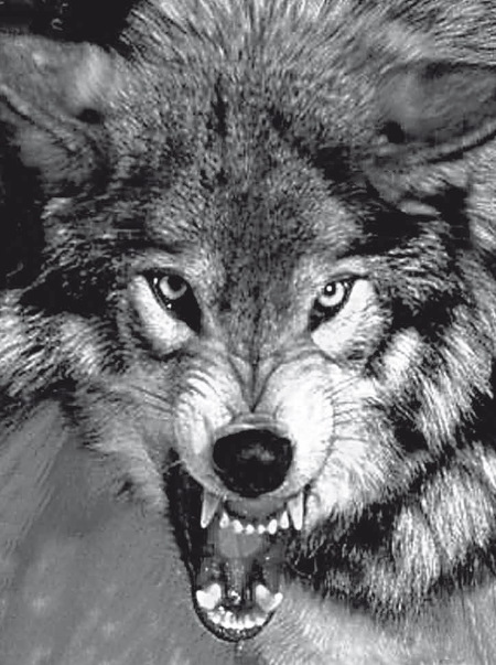 Иллюстрация к книге — Хольмганг [i_001.jpg]