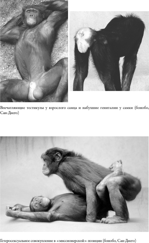 Наша внутренняя обезьяна. Двойственная природа человека