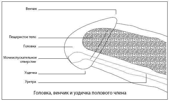 Иллюстрация к книге — Он снова кончает. Устрой мужчине лучший секс, которого у него никогда не было [i_002.jpg]