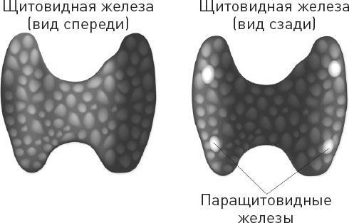 Иллюстрация к книге — Лжецы. Как врачи обманываются сами и невольно обманывают пациентов [i_072.jpg]