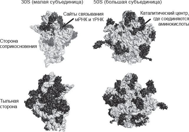 Иллюстрация к книге — Генетический детектив. От исследования рибосомы к Нобелевской премии [i_035.jpg]