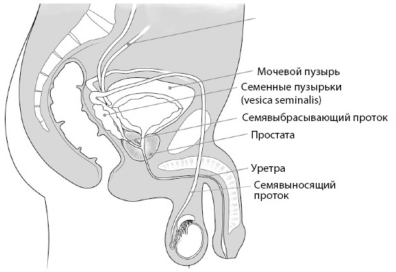 Иллюстрация к книге — Penis. Гид по мужскому здоровью от врача-уролога [i_006.jpg]