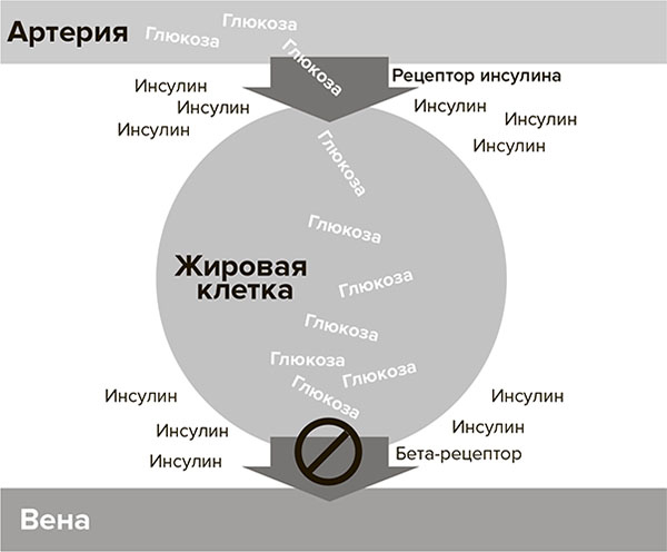 Иллюстрация к книге — Молодость навсегда. Как замедлить процессы старения и сохранить здоровье [i_004.jpg]
