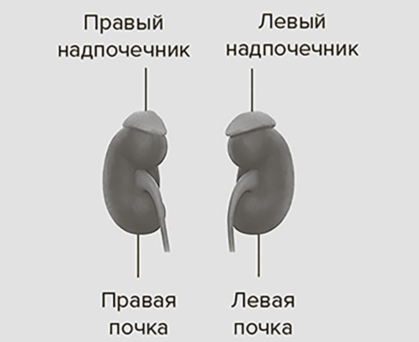 Иллюстрация к книге — Молодость навсегда. Как замедлить процессы старения и сохранить здоровье [i_011.jpg]