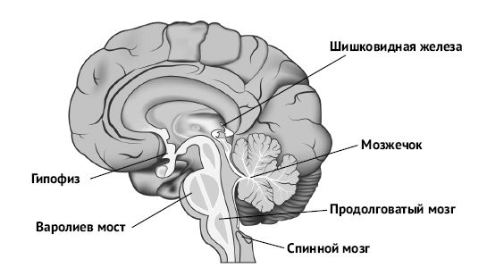Иллюстрация к книге — Мозг и разум в эпоху виртуальной реальности [i_004.jpg]
