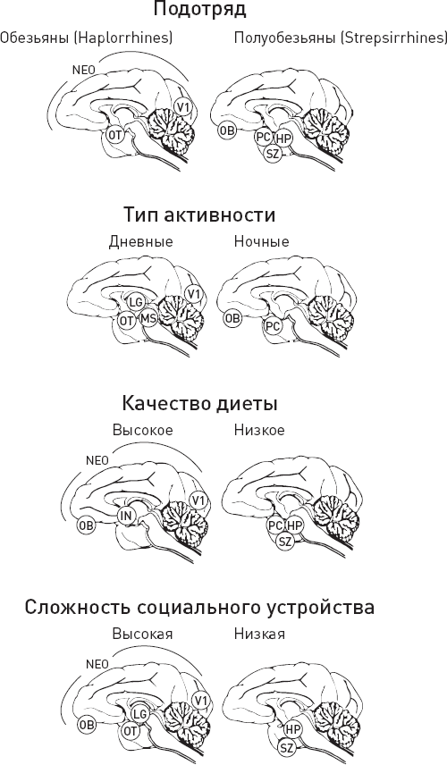 Иллюстрация к книге — Эволюция человека. Книга 3. Кости, гены и культура [i_067.jpg]