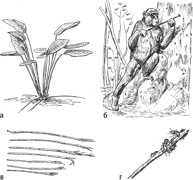 Иллюстрация к книге — Эволюция человека. Книга 3. Кости, гены и культура [i_072.jpg]