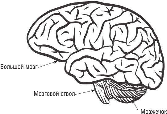 Иллюстрация к книге — Почини свой мозг. Программа восстановления нейрофункций после инсульта и других серьезных заболеваний [i_001.jpg]