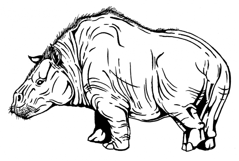 Иллюстрация к книге — Палеонтология антрополога. Том 3. Кайнозой [i_050.jpg]