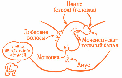 Иллюстрация к книге — Парням о важном. Все, что ты хотел знать о взрослении, изменениях тела, отношениях и многом другом [i_004.jpg]