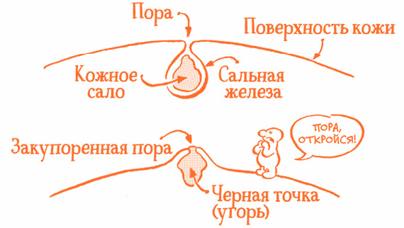 Иллюстрация к книге — Парням о важном. Все, что ты хотел знать о взрослении, изменениях тела, отношениях и многом другом [i_014.jpg]