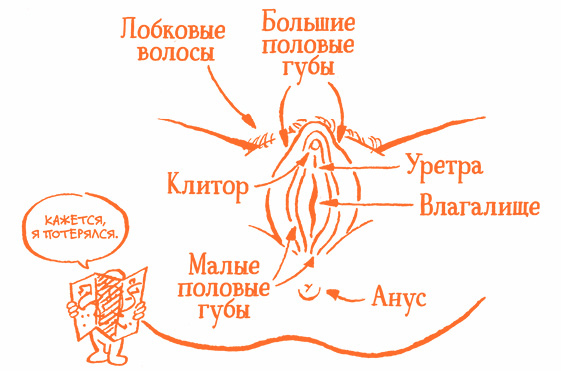 Иллюстрация к книге — Парням о важном. Все, что ты хотел знать о взрослении, изменениях тела, отношениях и многом другом [i_032.jpg]