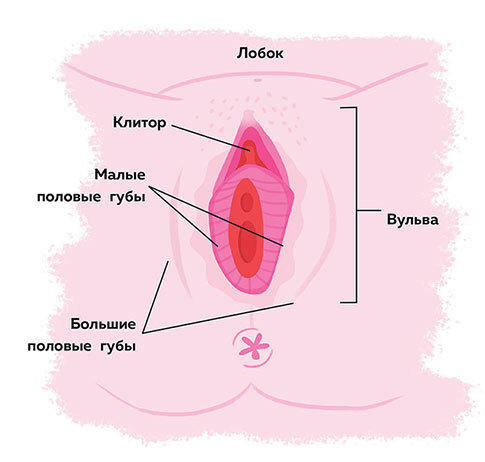 Иллюстрация к книге — Как устроены девочки. Об изменениях фигуры, внешности, перепадах настроения, а также о гигиене и питании [i_014.jpg]