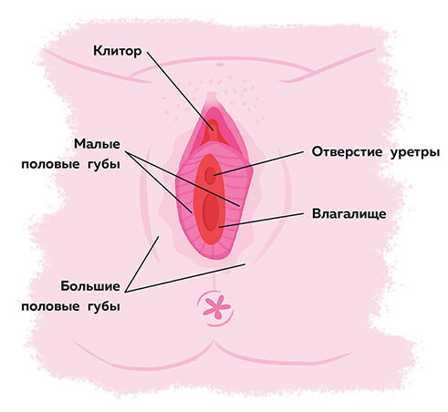 Иллюстрация к книге — Как устроены девочки. Об изменениях фигуры, внешности, перепадах настроения, а также о гигиене и питании [i_015.jpg]