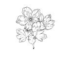 Иллюстрация к книге — Ворону не к лицу кимоно [i_002.jpg]