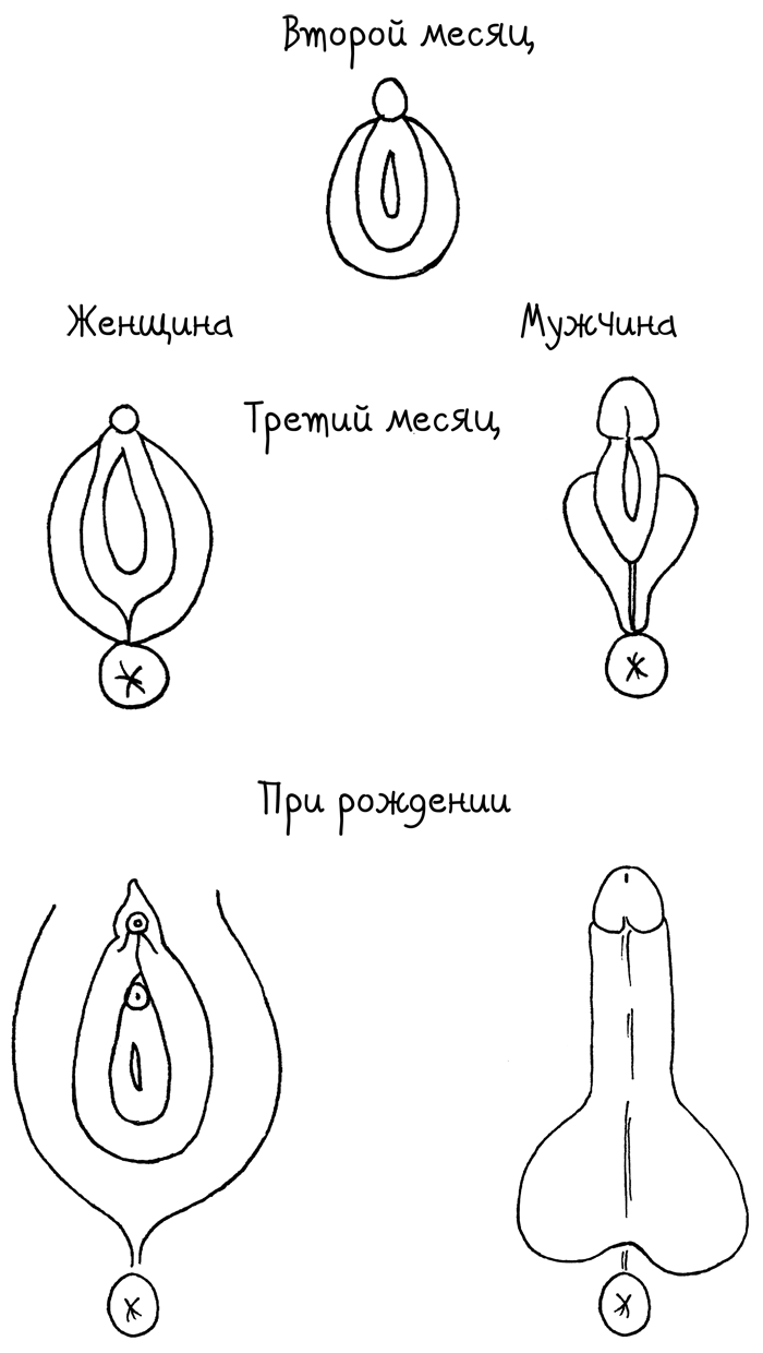 Иллюстрация к книге — Сила цикла. Как использовать непостоянство гормонов, чтобы жить на полную [i_001.jpg]