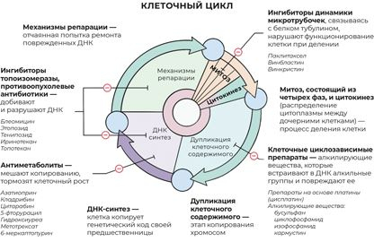 Иллюстрация к книге — Пять литров красного. Что необходимо знать о крови, ее болезнях и лечении [i_144.jpg]