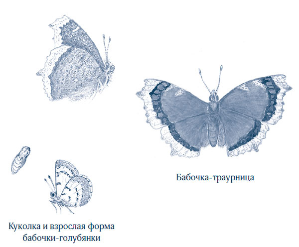 Иллюстрация к книге — Зима: Секреты выживания растений и животных в самое суровое время года [i_042.jpg]