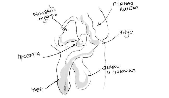 Иллюстрация к книге — Уютный секс. Просто и легко о прекрасной части нашей жизни [i_018.jpg]