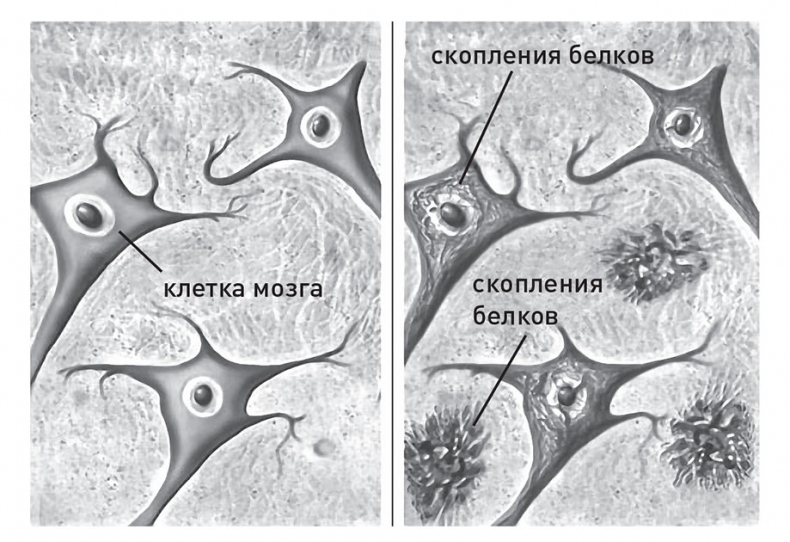 Иллюстрация к книге — Кодекс долголетия. Что заставляет нас стареть, зачем это нужно и как «обмануть» эволюцию: пошаговое руководство [i_006.jpg]