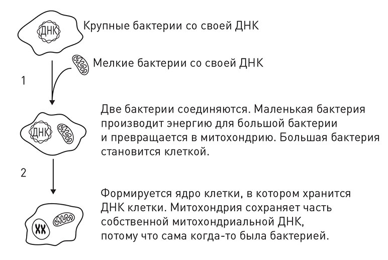 Иллюстрация к книге — Кодекс долголетия. Что заставляет нас стареть, зачем это нужно и как «обмануть» эволюцию: пошаговое руководство [i_017.jpg]