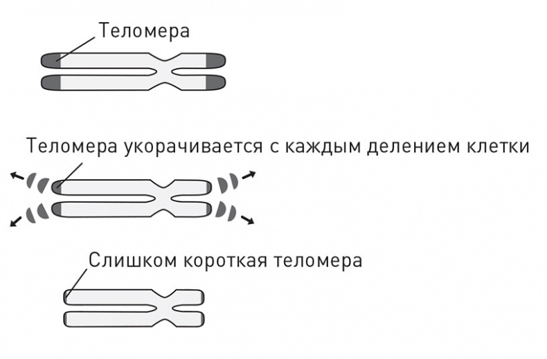 Иллюстрация к книге — Кодекс долголетия. Что заставляет нас стареть, зачем это нужно и как «обмануть» эволюцию: пошаговое руководство [i_026.jpg]