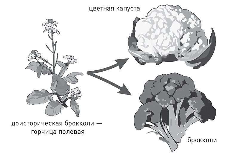 Иллюстрация к книге — Кодекс долголетия. Что заставляет нас стареть, зачем это нужно и как «обмануть» эволюцию: пошаговое руководство [i_029.jpg]