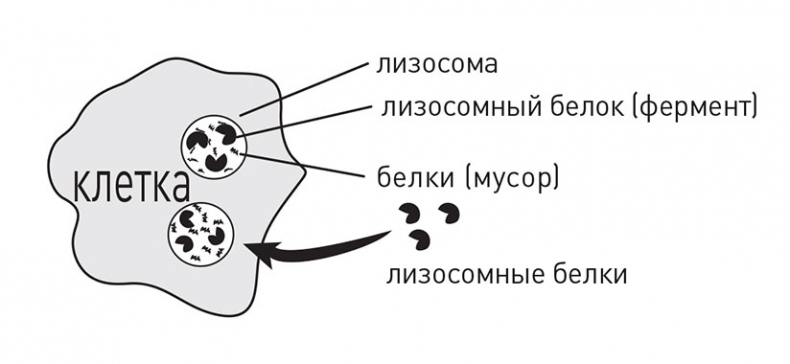 Иллюстрация к книге — Кодекс долголетия. Что заставляет нас стареть, зачем это нужно и как «обмануть» эволюцию: пошаговое руководство [i_033.jpg]