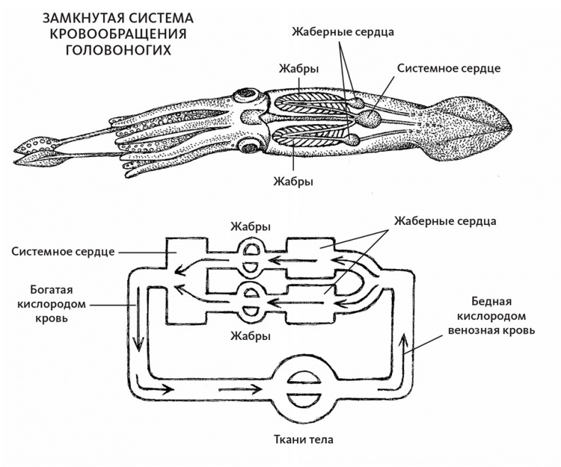 Иллюстрация к книге — Пламенный насос. Естественная история сердца [i_019.jpg]