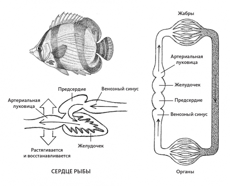 Иллюстрация к книге — Пламенный насос. Естественная история сердца [i_022.jpg]