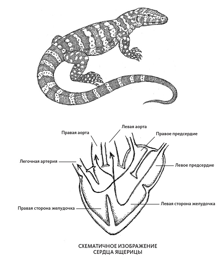 Иллюстрация к книге — Пламенный насос. Естественная история сердца [i_023.jpg]