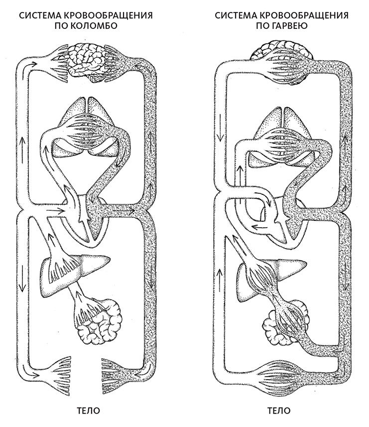 Иллюстрация к книге — Пламенный насос. Естественная история сердца [i_032.jpg]