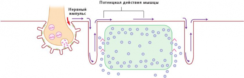 Иллюстрация к книге — Анатомия стретчинга [i_007.jpg]