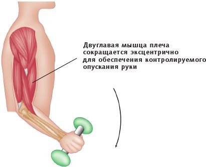 Иллюстрация к книге — Анатомия стретчинга [i_010.jpg]
