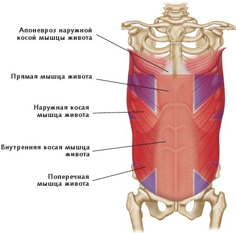 Иллюстрация к книге — Анатомия стретчинга [i_058.jpg]