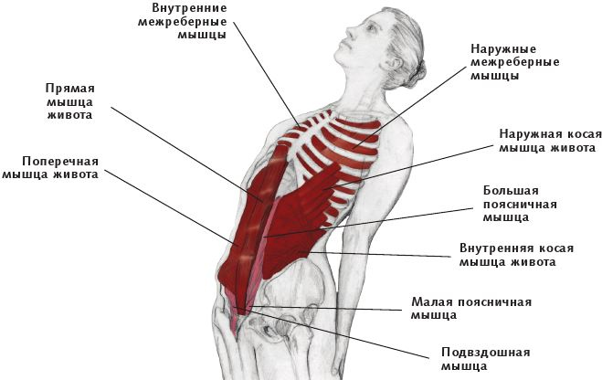 Иллюстрация к книге — Анатомия стретчинга [i_062.jpg]