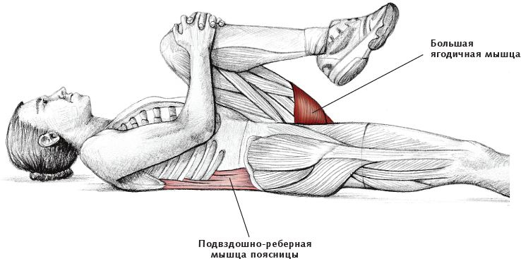Иллюстрация к книге — Анатомия стретчинга [i_072.jpg]