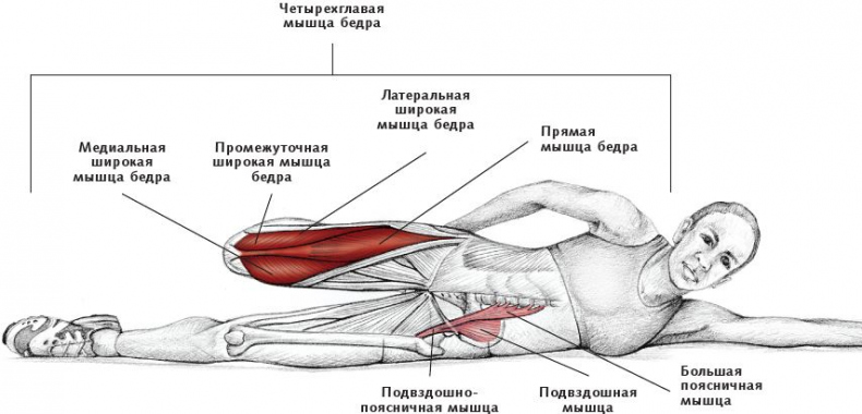 Иллюстрация к книге — Анатомия стретчинга [i_106.jpg]